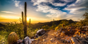 Arizona landscape with cactus and sun setting