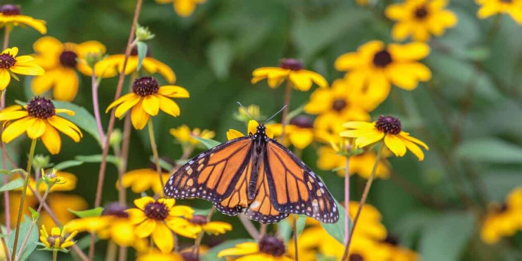 Autism-Friendly Fall Fun in Omaha, Nebraska